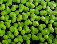 Live duckweed pond plant - live, |