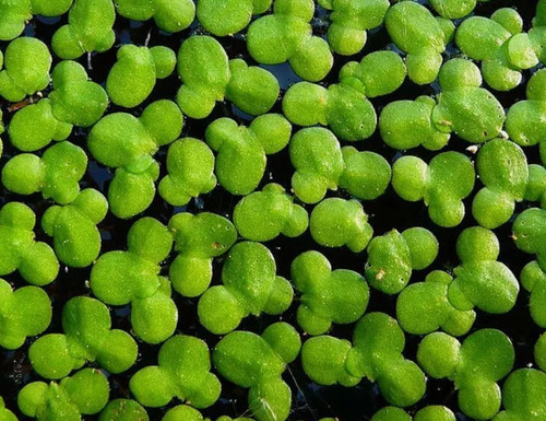 Live duckweed pond plant - live, |