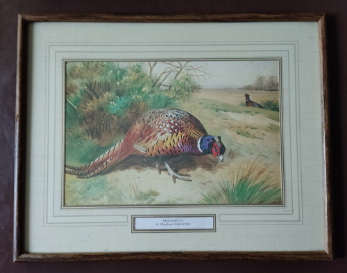 Archibald thorburn print - archibald, a4