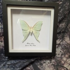 Japanese Moon Moth  (Actias