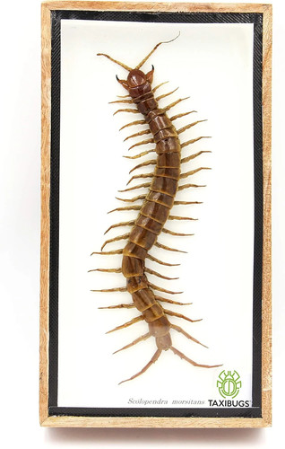 Real centipede millipede - real,