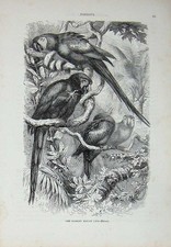 Original Old Antique Print Cassell'S Birds C1870 Scarlet Macaw Ara Macao Bird