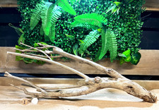 Talawa Wood Aquascaping