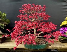 Stunning Deshojo Maple in hand signed commissioned Koyo pot. 