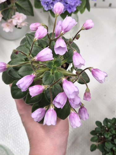Miniature african violet - african,
