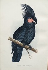 Antique Parrot Print GREAT BLACK  COCKATOO Original Greene Bird Engraving 1884