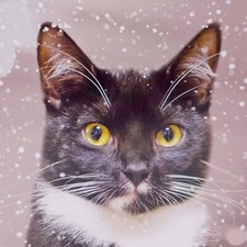 Cats Protection Christmas Cards Black & White Cat 2024 pack of 10 with Envelopes