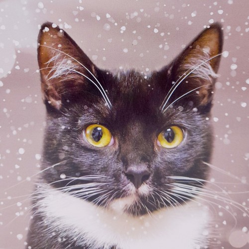 Cats protection christmas - cats,