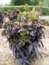 Sambucus Black Tower in 9cm pot cut leaf elderberry