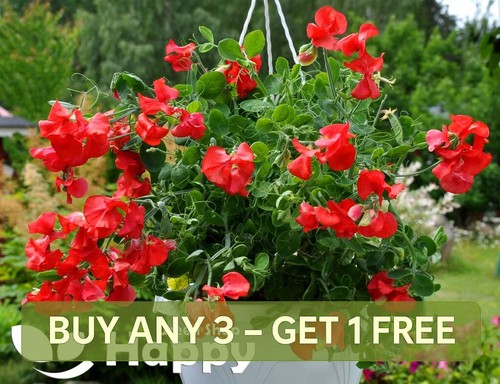 Sweet pea dwarf - -, scarlet