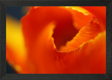 Tulip blossoming close up