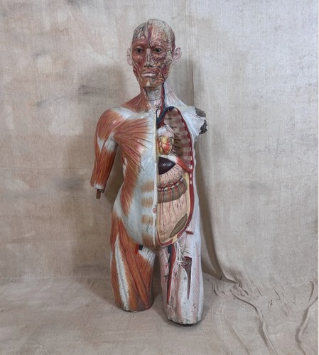 Anatomical écorché torso - anatomical,