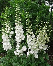 Delphinium Magic Fountains