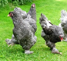 10 (no) hatching eggs Brahma