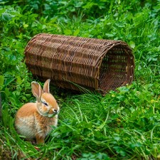 Woodside rabbit guinea - woodside, rabbit/guinea