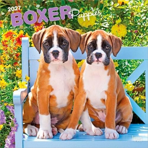 Boxer puppies 2027 24 - puppies,