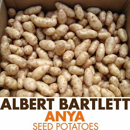 Anya potato seed second - seed,