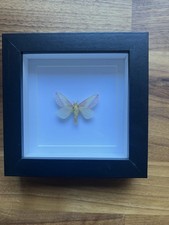 Real Framed Rosy Maple Moth