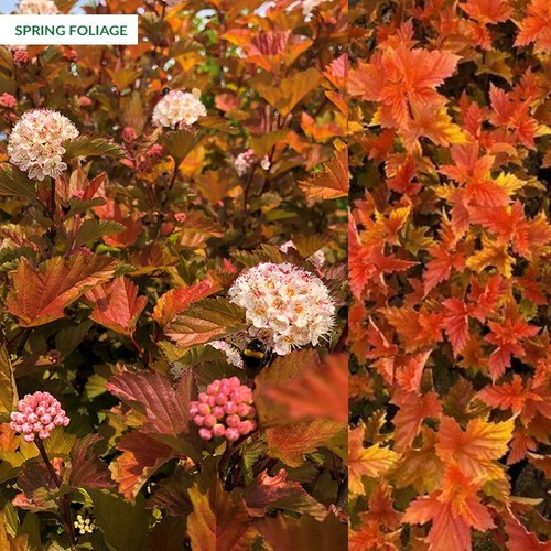 Physocarpus magic ball - ball, |