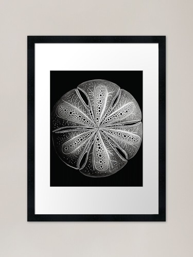 Sand dollar night framed - dollar,