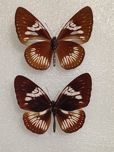 Euploea eupator butterfly set - euploea,