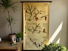 Vintage  SPRUCE & LARCH, FIR