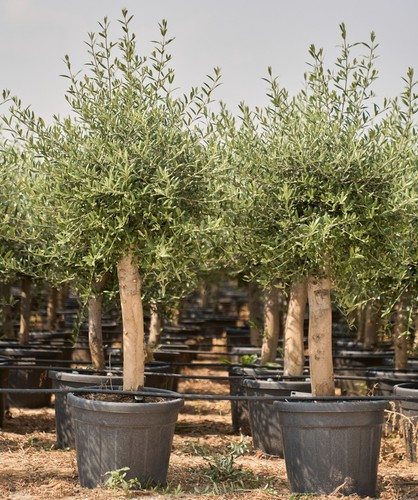 35l mature olive tree - mature,