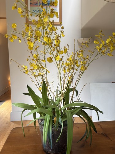 Beautiful very lifelike - beautiful, orchid