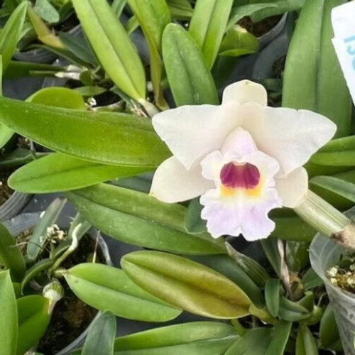 Cattleya memoria marina camilo - cattleya,