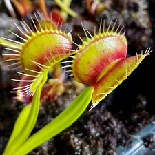 Carnivorous Venus Fly Trap - 2 PLANTS SENT POTTED - FREE DELIVERY