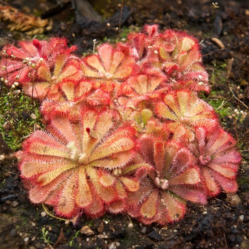Drosera aliciae carnivorous - drosera,