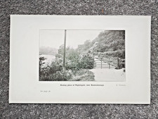 Nightingale nesting, Knaresborough Yorkshire (Ornithology - Antique Print - 1907