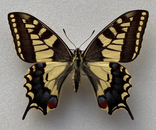 British swallowtail butterfly - british,