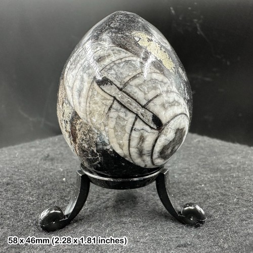 Orthoceras polished fossil - fossil, egg