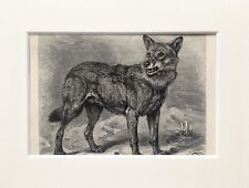 Wolf Dog Animal Print - 1893 Mounted Antique Black & White Engraving