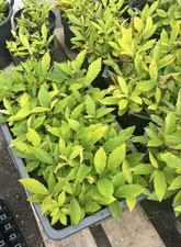 Chestnut Tree Outdoor Tree
