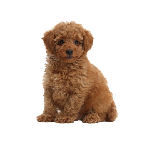 Pack toy poodle dog pet - pack,