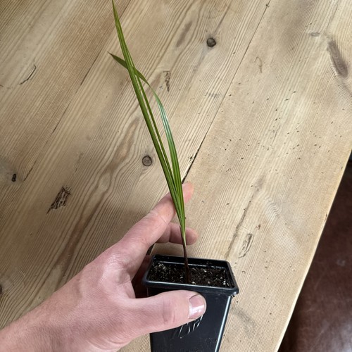 Brahea super silver palm - brahea,