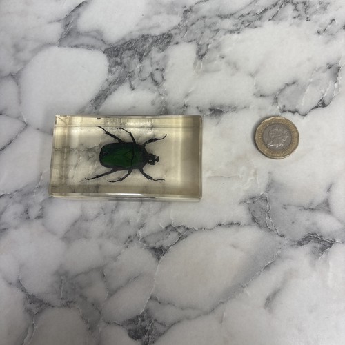 National geographic bugs - national,