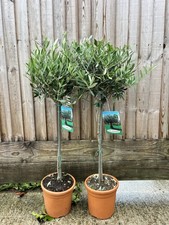 PAIR OF OLIVE TREES -  OLEA