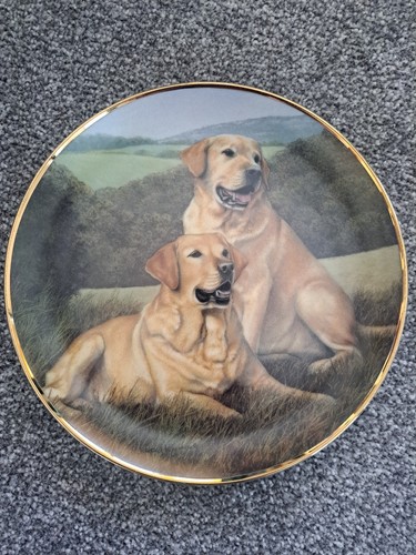 Labradors golden companions - "golden, companions"