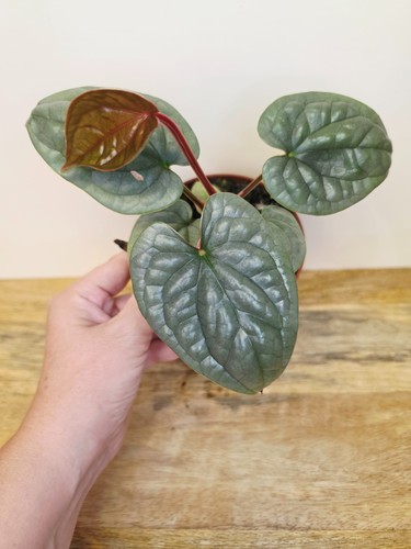 Anthurium luxurians 10cm pot - luxurians,