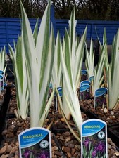 Blue Variegated Japanese Water Iris Laevigata Pond Marginal Plant Bog