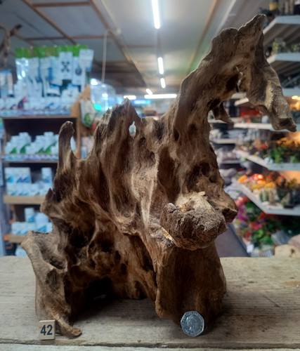 Derwen oak bogwood 50cm - derwen, 25-50cm
