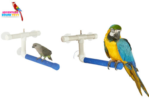 Rainforest parrot bird window - bird,