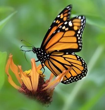 Best Value Butterflies & Bees bare root mixed native hedgerow planting scheme!