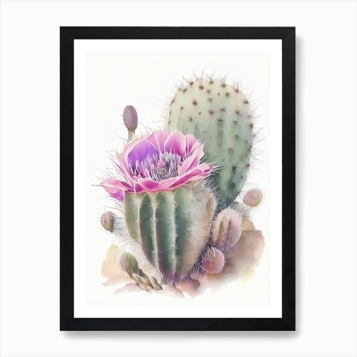 Echinocereus cactus pastel - echinocereus,