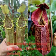 Nepenthes (Suratensisx