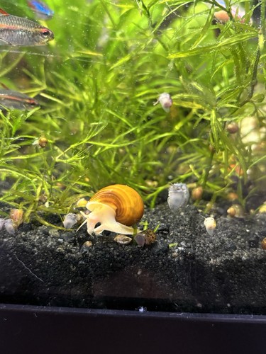 Chestnut mystery snails - mystery,