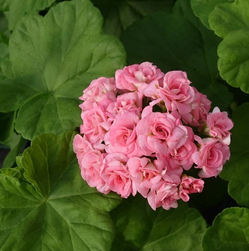 Pelargonium grainger antique - grainger's,